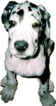 Benito
